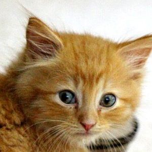 Meet your Posher, Gale